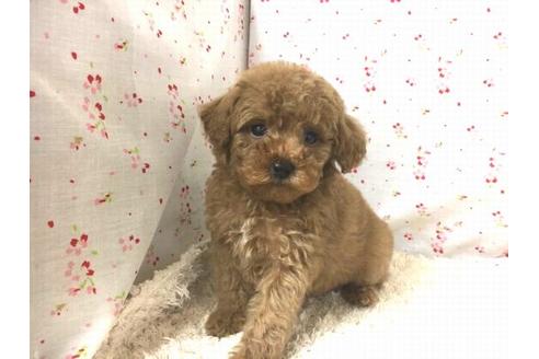 成約済の滋賀県のトイプードル-25862の2枚目