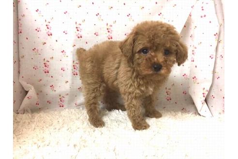 成約済の滋賀県のトイプードル-25862の1枚目