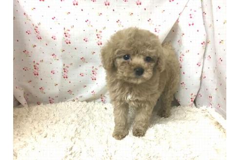 成約済の滋賀県のトイプードル-25863の2枚目