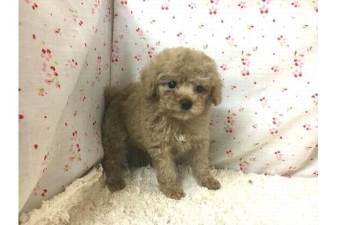 成約済の滋賀県のトイプードル-25863の1枚目