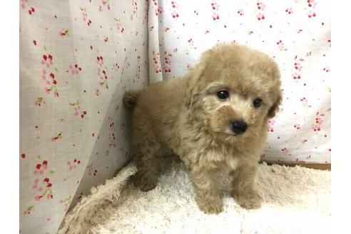 成約済の滋賀県のトイプードル-25864の2枚目