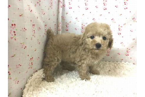 成約済の滋賀県のトイプードル-25864の1枚目