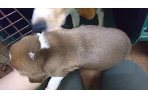 成約済の愛知県のビーグル-25870の1枚目
