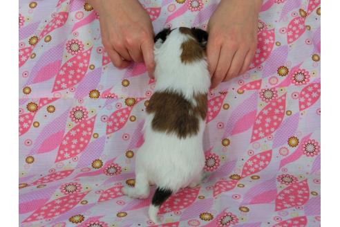 成約済の千葉県のパピヨン-25522の4枚目