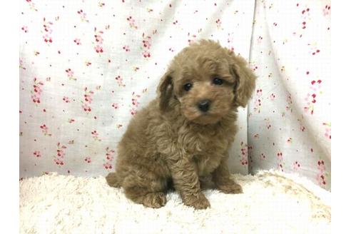 成約済の滋賀県のトイプードル-25933の2枚目