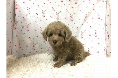 成約済の滋賀県のトイプードル-25933の1枚目