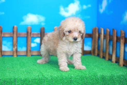 成約済の滋賀県のトイプードル-25934の2枚目