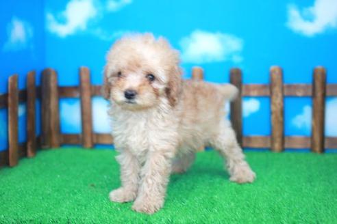 成約済の滋賀県のトイプードル-25934の1枚目