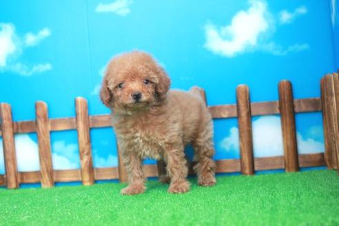 成約済の滋賀県のトイプードル-25936の2枚目