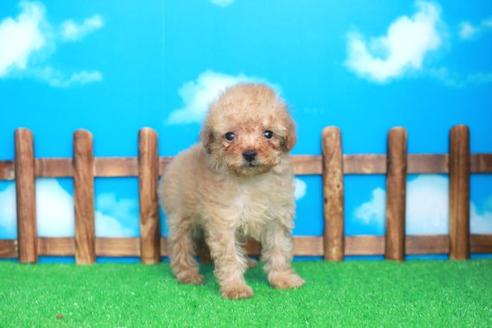 成約済の滋賀県のトイプードル-25937の2枚目