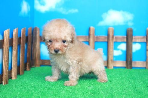 成約済の滋賀県のトイプードル-25937の1枚目