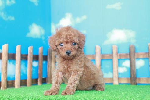 成約済の滋賀県のトイプードル-25938の2枚目