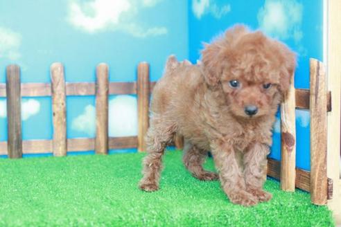 成約済の滋賀県のトイプードル-25938の1枚目