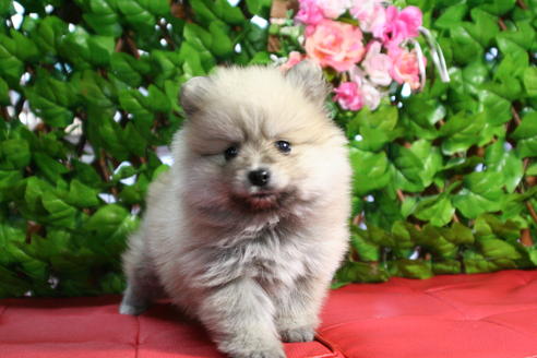 成約済の京都府のポメラニアン-25949の5枚目