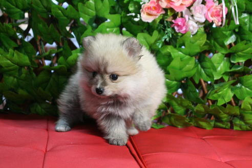 成約済の京都府のポメラニアン-25949の4枚目