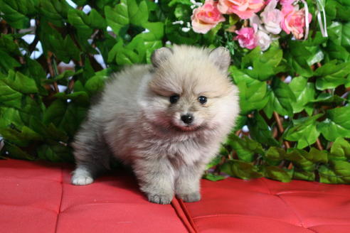 成約済の京都府のポメラニアン-25949の3枚目