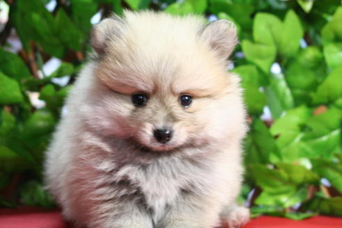 成約済の京都府のポメラニアン-25949の2枚目