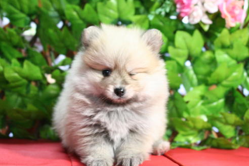 成約済の京都府のポメラニアン-25949の1枚目