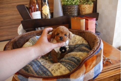 成約済の埼玉県のトイプードル-25963の5枚目