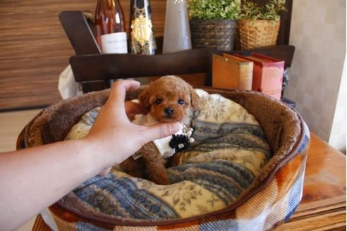 成約済の埼玉県のトイプードル-25963の1枚目