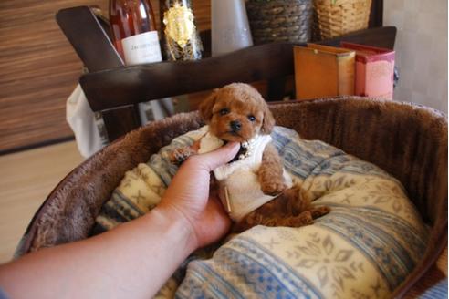 成約済の埼玉県のトイプードル-25963の2枚目