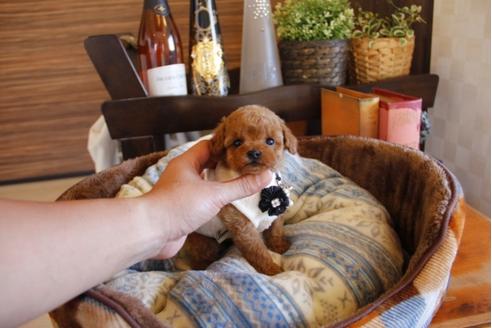 成約済の埼玉県のトイプードル-25963の3枚目