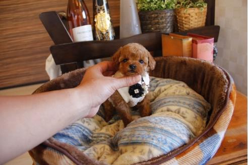 成約済の埼玉県のトイプードル-25963の4枚目