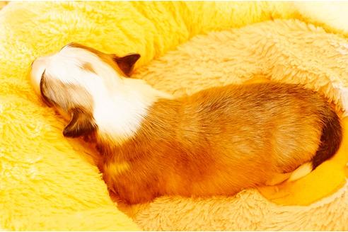 成約済の鹿児島県のウェルシュコーギーペンブローク-25979の1枚目
