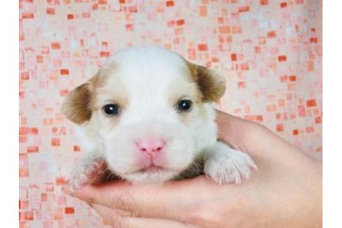 成約済の千葉県のパピヨン-26000の4枚目
