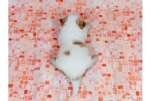 成約済の千葉県のパピヨン-26000の1枚目
