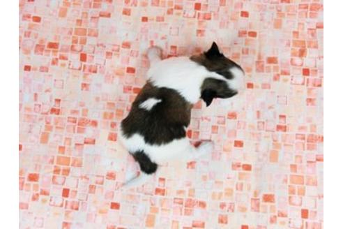 成約済の千葉県のパピヨン-26001の1枚目