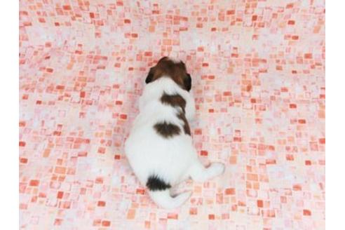 成約済の千葉県のパピヨン-26002の4枚目