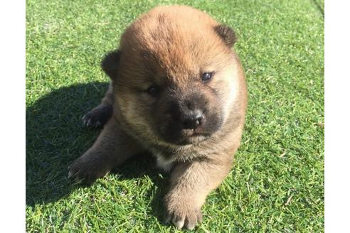 成約済の長崎県の柴犬-26013の4枚目