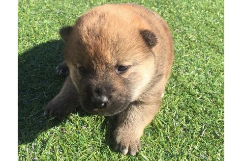 成約済の長崎県の柴犬-26013の1枚目