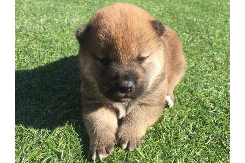 成約済の長崎県の柴犬-26013の2枚目