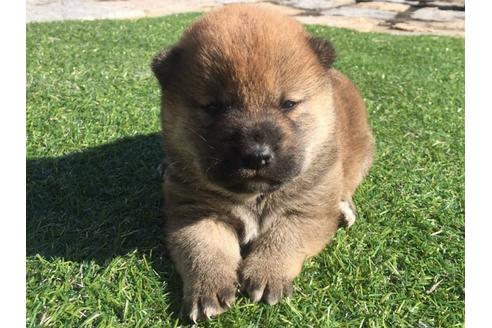 成約済の長崎県の柴犬-26013の3枚目
