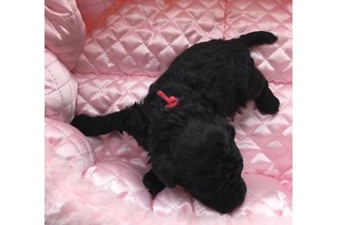 子犬