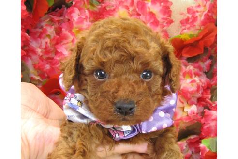 成約済の茨城県のトイプードル-26060の1枚目