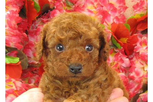 成約済の茨城県のトイプードル-26060の2枚目