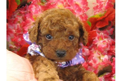 成約済の茨城県のトイプードル-26060の3枚目