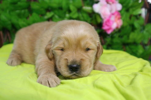 成約済の京都府のゴールデンレトリーバー-26065の3枚目