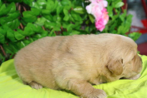 成約済の京都府のゴールデンレトリーバー-26065の2枚目