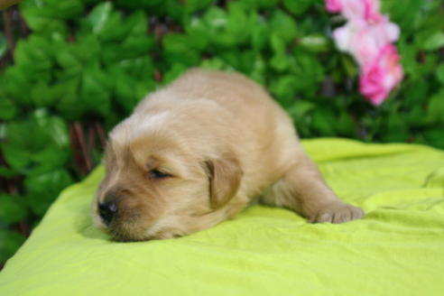 成約済の京都府のゴールデンレトリーバー-26065の1枚目