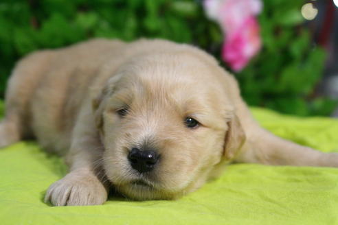 成約済の京都府のゴールデンレトリーバー-26066の3枚目