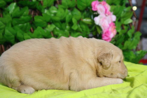 成約済の京都府のゴールデンレトリーバー-26066の1枚目