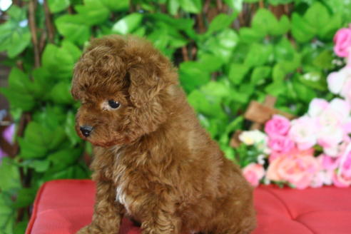 成約済の京都府のトイプードル-26067の4枚目