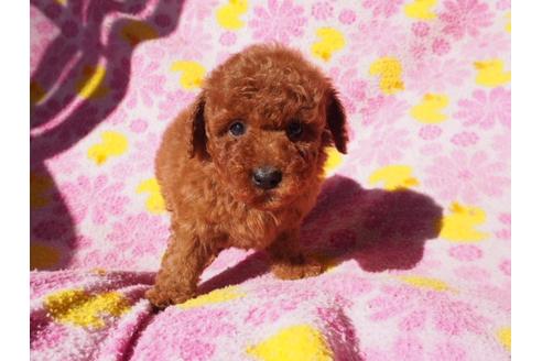 成約済の茨城県のトイプードル-26070の1枚目