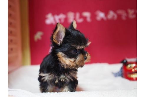 子犬