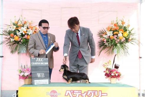 成約済の兵庫県のミニチュアダックスフンド-26092の1枚目