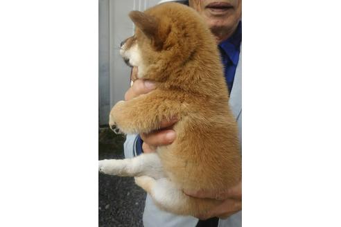 成約済の愛知県の豆柴-26095の4枚目